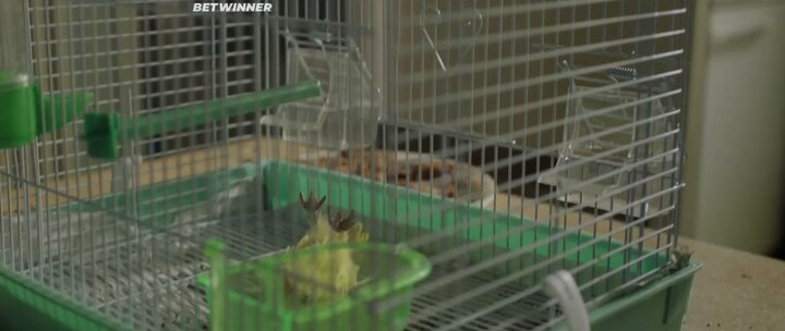Скриншот